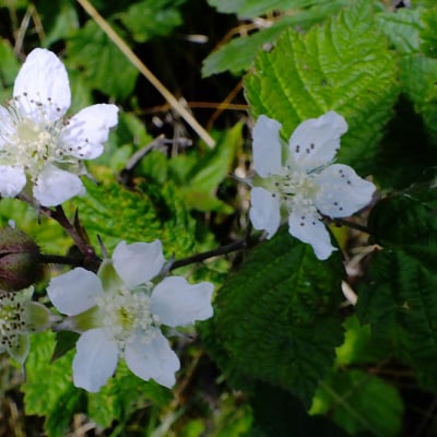 Rubus echinatus — flower
