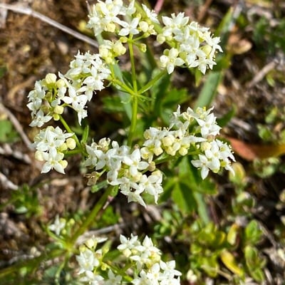 Galium anisophyllon — flower