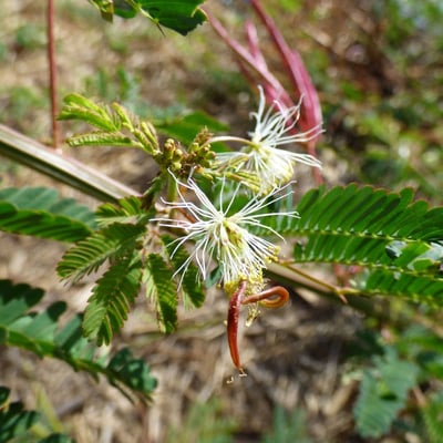 Desmanthus virgatus — flower