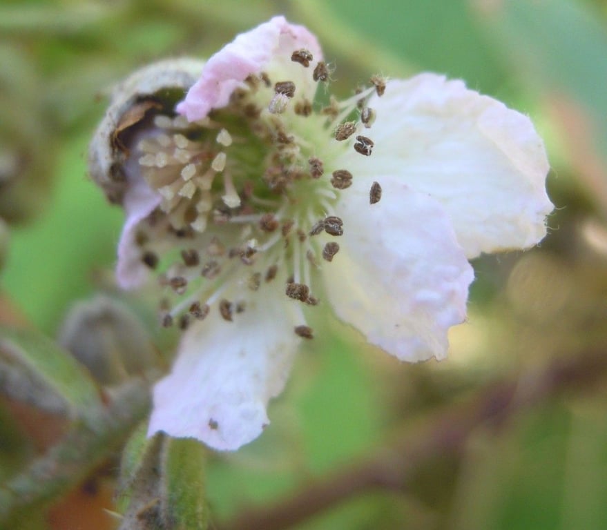 Rubus ferocior