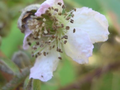 Rubus ferocior