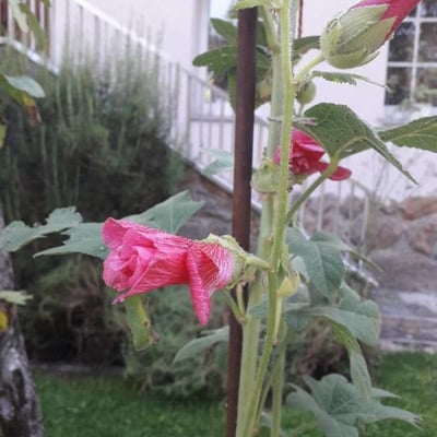 Alcea rosea — flower