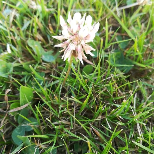 Trifolium pallescens — flower