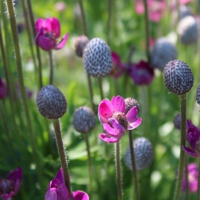 Anemone multifida — flower