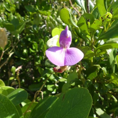 Canavalia rosea — flower