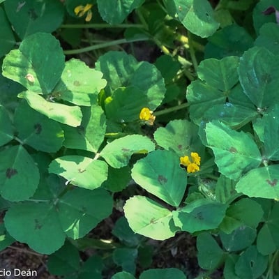 Medicago arabica — flower