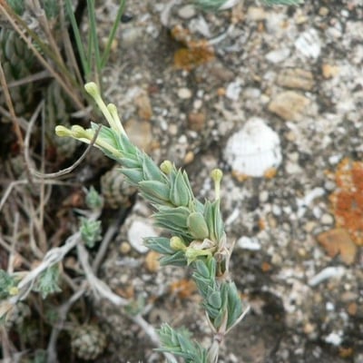 Crucianella maritima — flower
