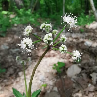 Sanicula europaea — flower