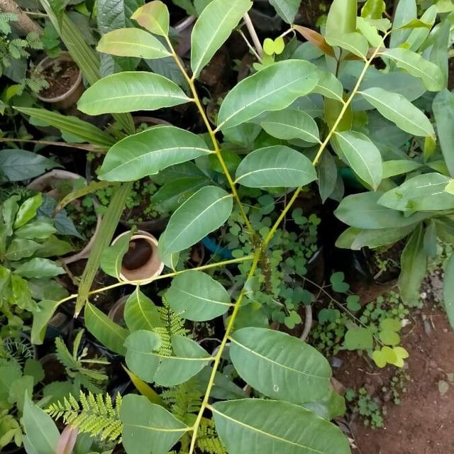 African satinwood