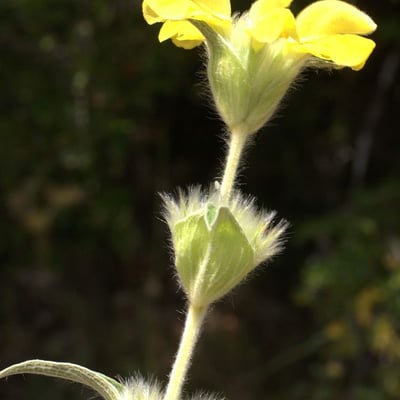 Phlomis lychnitis — flower