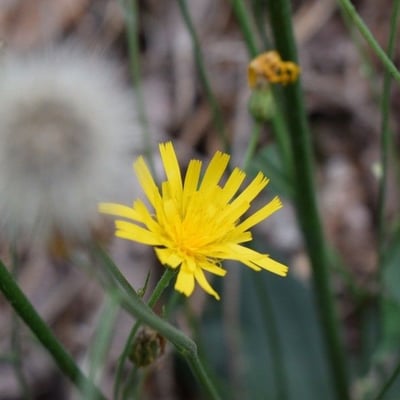 Hypochaeris glabra — flower