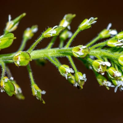 Lepidium heterophyllum — flower