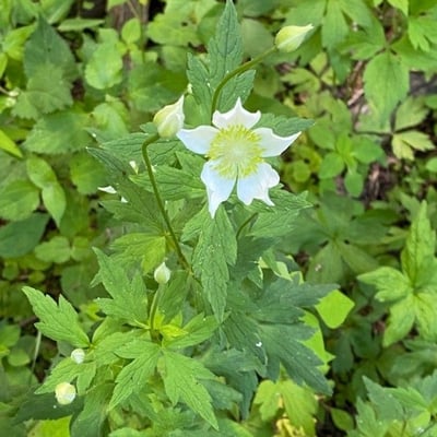 Anemone virginiana — flower