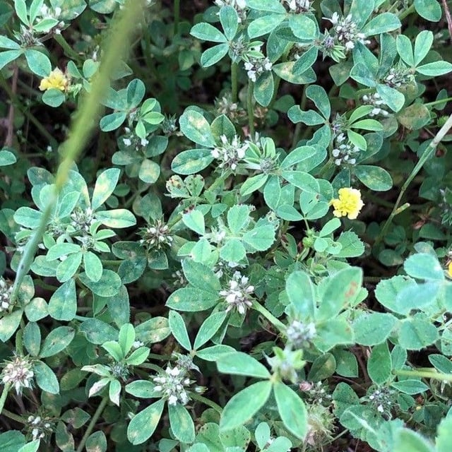 Trifolium striatum — flower