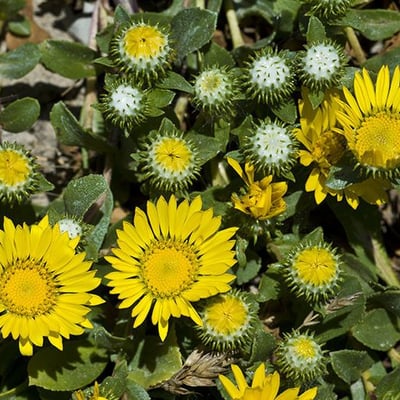 Grindelia hirsutula — flower