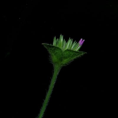 Elephantopus scaber — flower