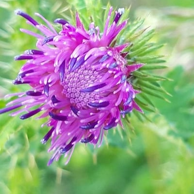Carduus acanthoides — flower