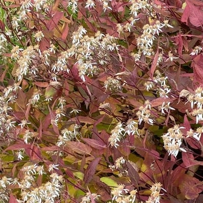 Eurybia divaricata — flower