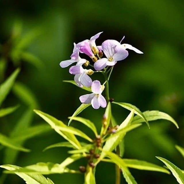 Cardamine bulbifera — flower