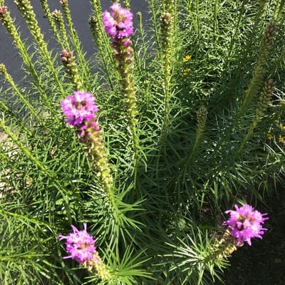 Liatris punctata — flower