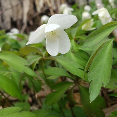 Anemone quinquefolia — flower