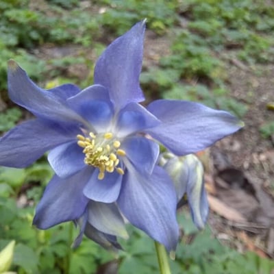 Aquilegia alpina — flower