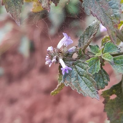 Cantinoa mutabilis — flower