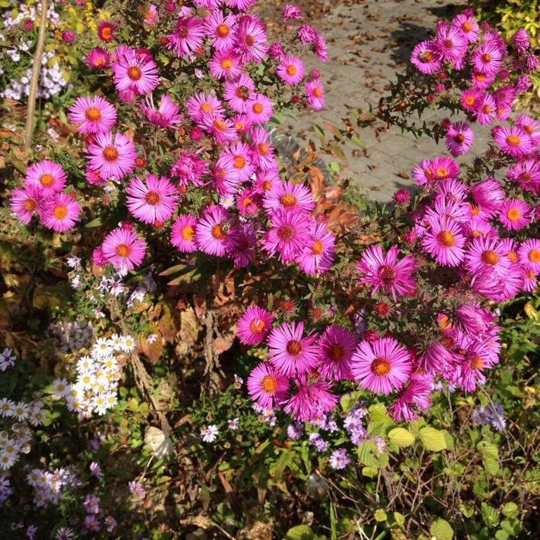 Michaelmas daisy