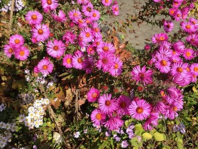 Michaelmas daisy