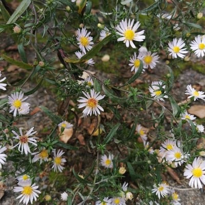 Symphyotrichum pilosum — flower