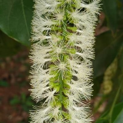 Inga laurina — flower