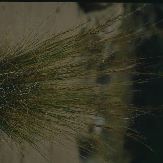 Aristida purpurea — flower