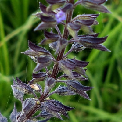 Salvia tiliifolia — flower