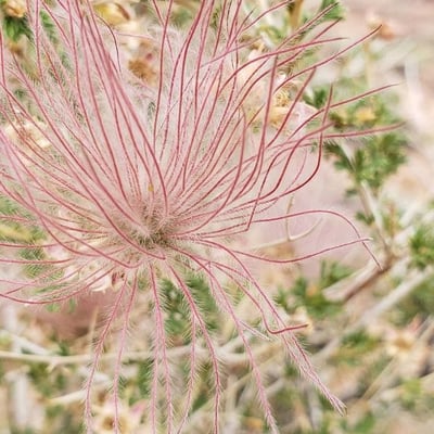 Geum triflorum — flower