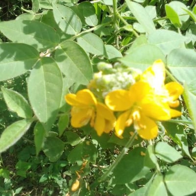 Senna hirsuta — flower