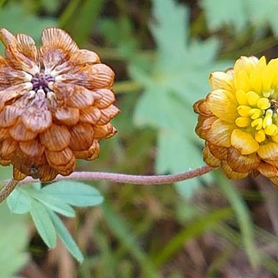 Trifolium badium — flower
