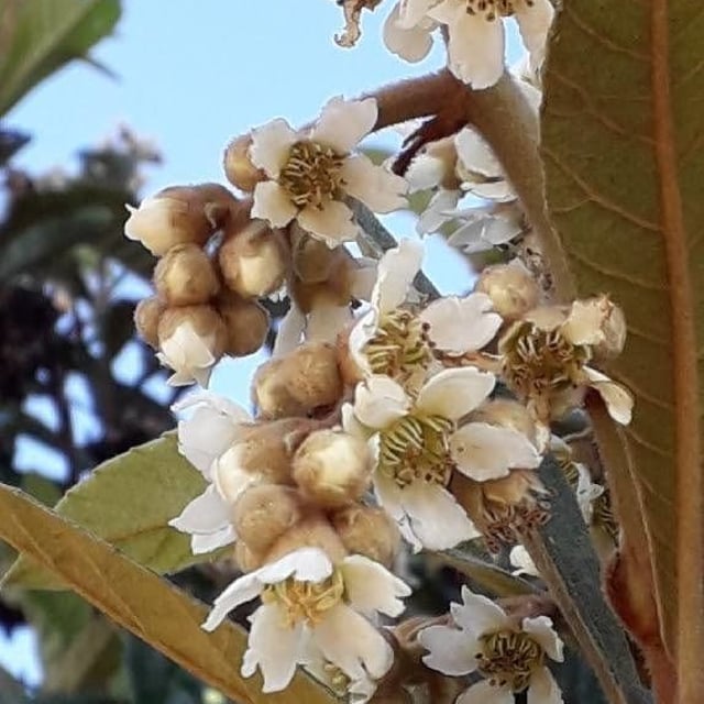 Eriobotrya japonica — flower