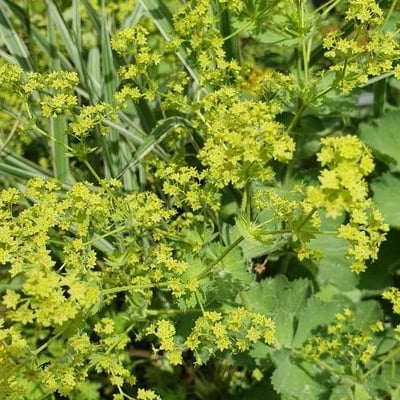 Alchemilla mollis — flower