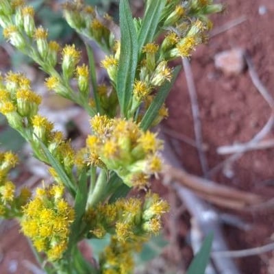 Solidago chilensis — flower