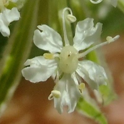 Laserpitium halleri — flower