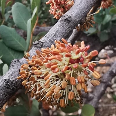 Ceratonia siliqua — flower
