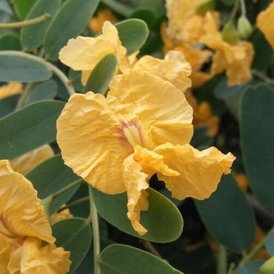 Tipuana tipu — flower