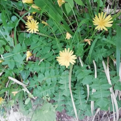 Aposeris foetida — flower