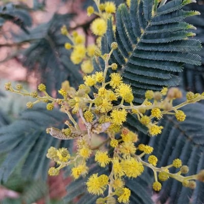 Acacia decurrens — flower