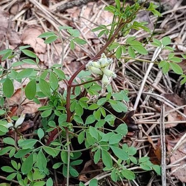 Ceratocapnos claviculata — flower