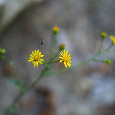Senecio pterophorus — flower