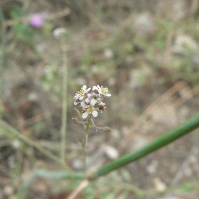 Lepidium graminifolium — flower