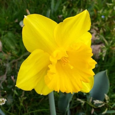 Narcissus pseudonarcissus — flower