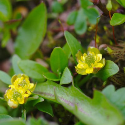 Ranunculus pygmaeus — flower