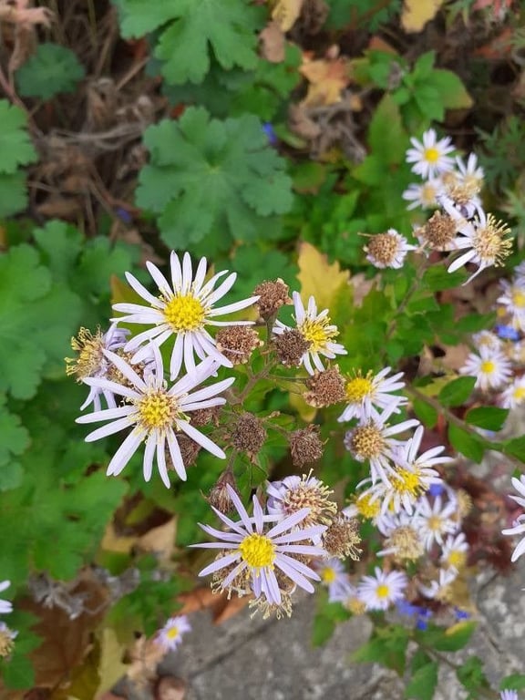 Aster ageratoides